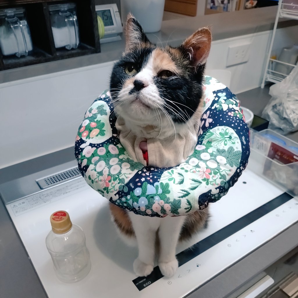 猫の手づくり首輪こげねこ@ネットショップ絶賛稼働中 tweet media