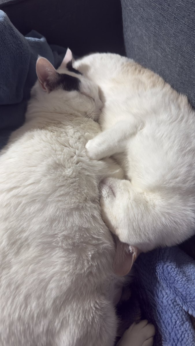 😸ひでやん😸 tweet media