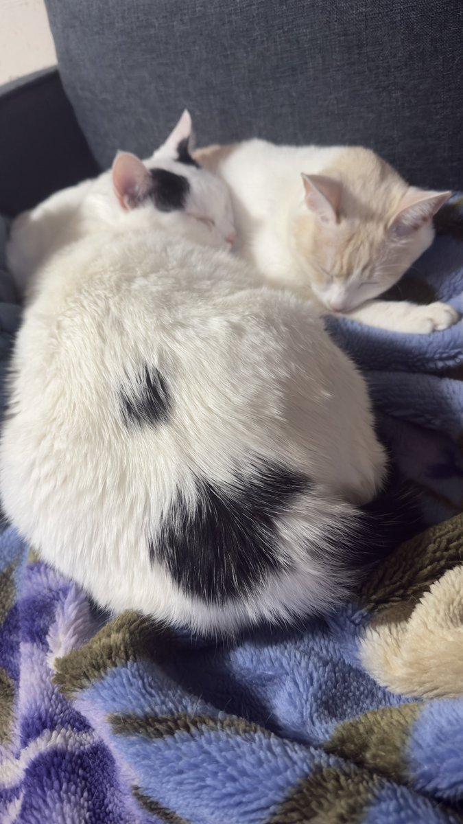 😸ひでやん😸 tweet media