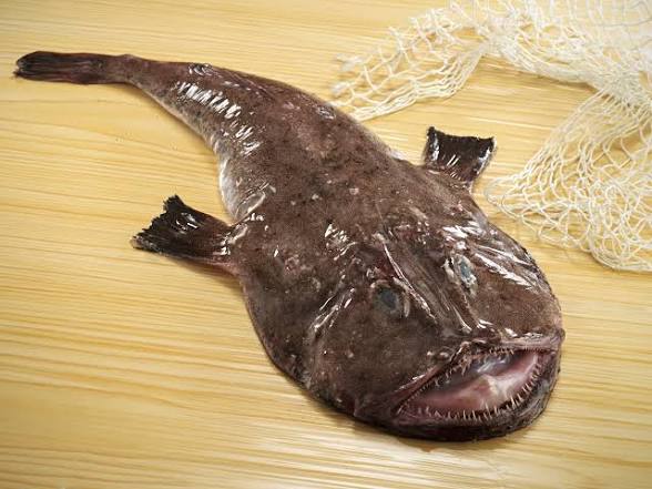 don peces tweet media