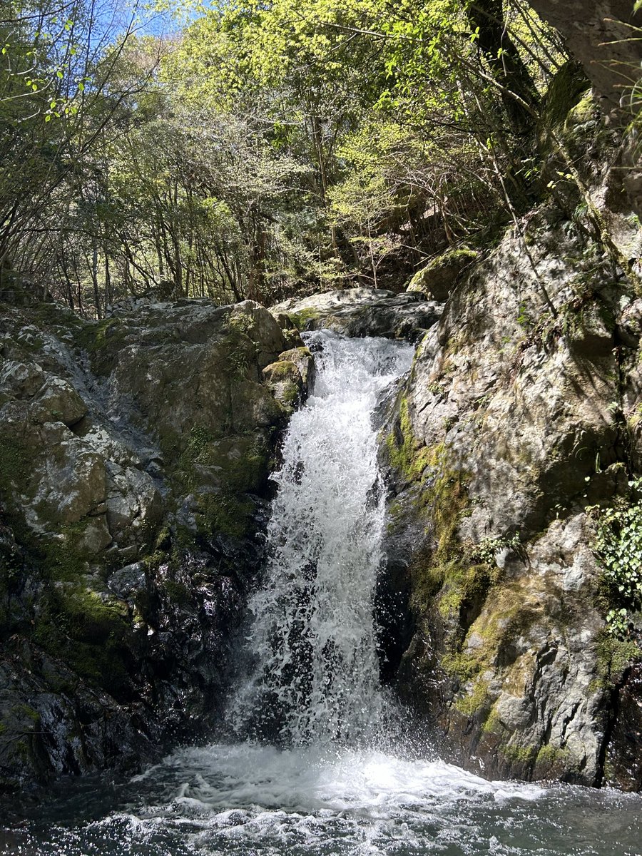 【自然遊撃隊】こうへい⛏️ tweet media