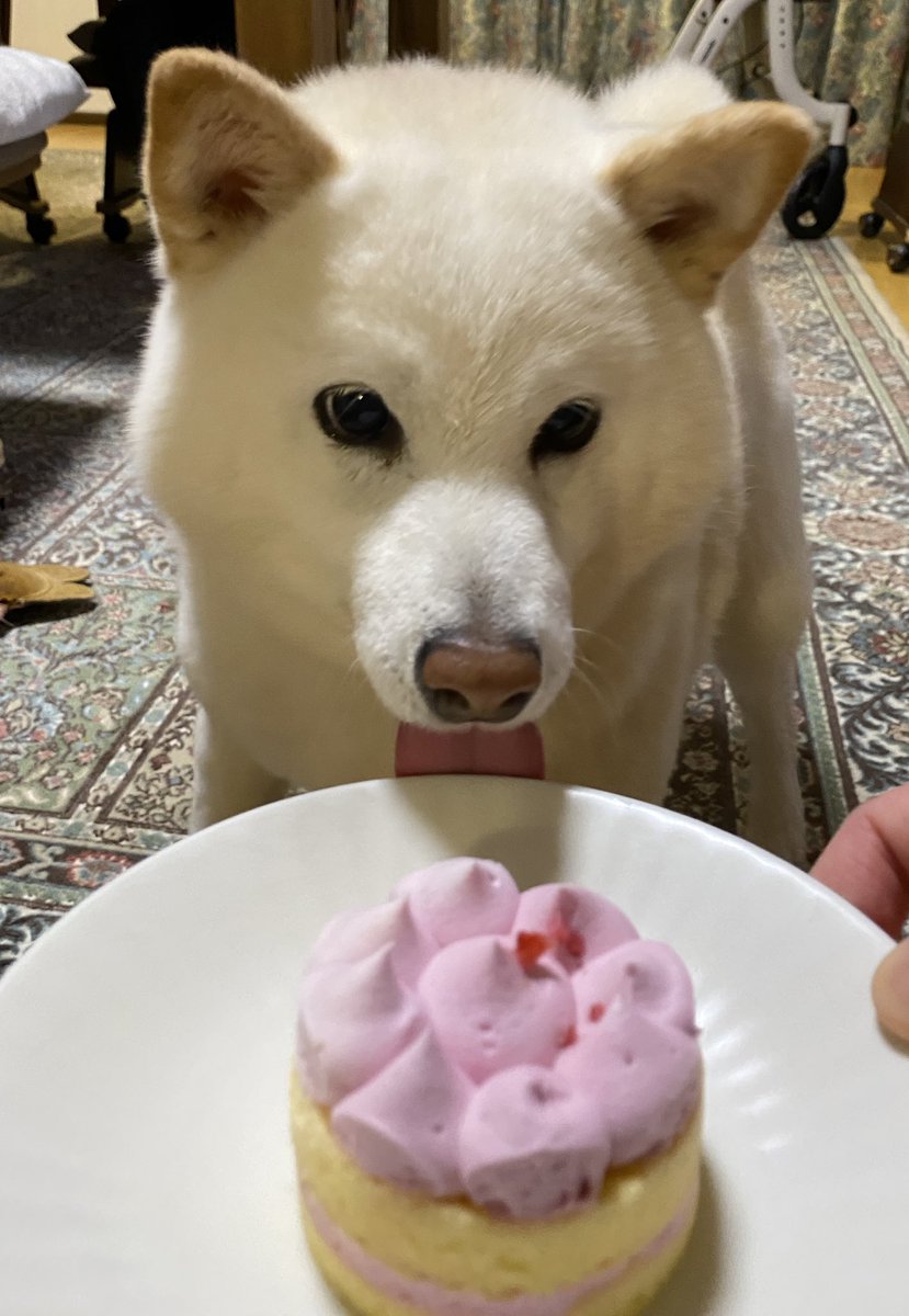 さあ、人間よ祝いなさい
#はな誕生日 #柴犬の日
#すべての柴犬に祝福を