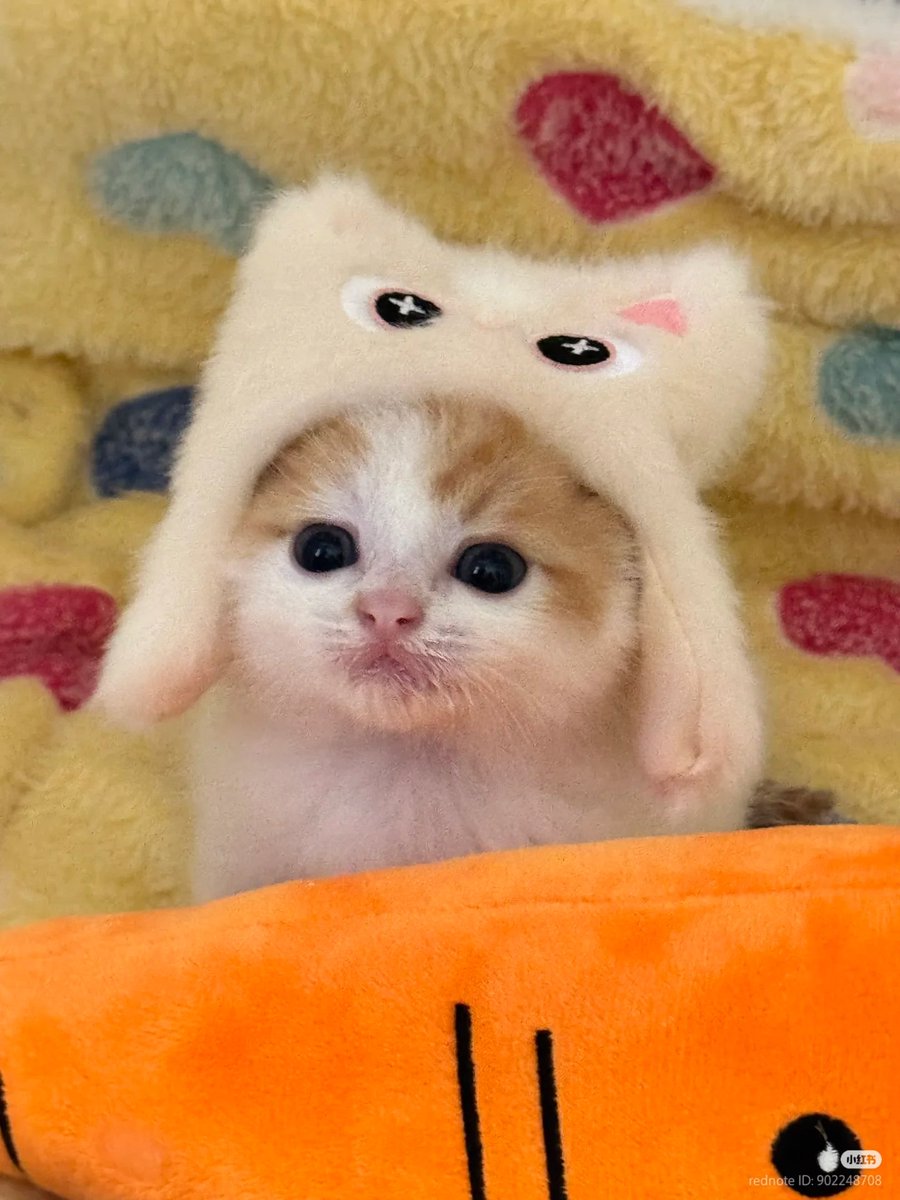 No Context Cats tweet media