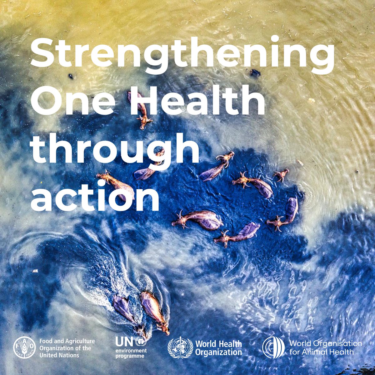 FAOLivestock's tweet image. Turning #OneHealth into action takes coordinated efforts across science, policy, implementation and financing to address shared health risks.

Together, we can build systems that protect people, animals, plants and the environment. 🌍

bit.ly/4twgYal