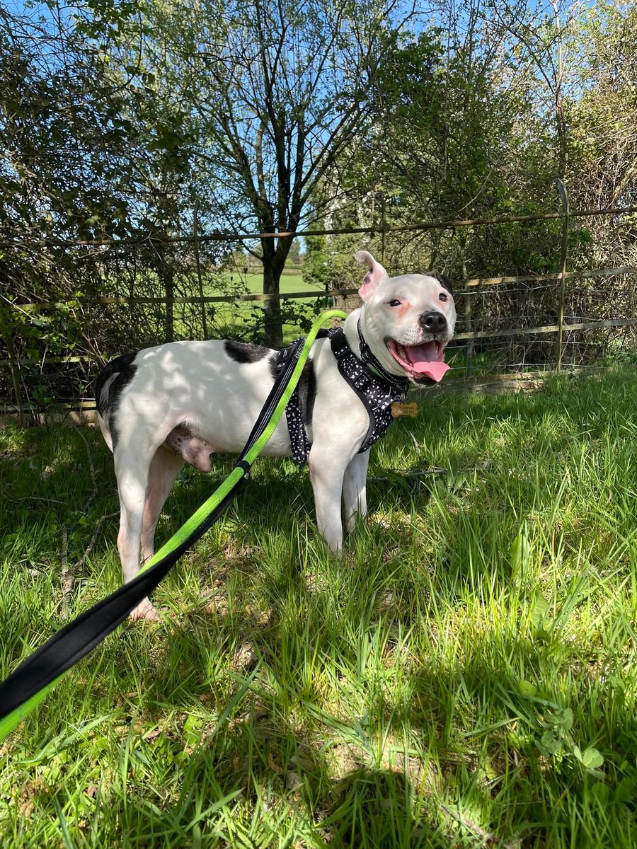 Senior Staffy Club Dog Rescue tweet media