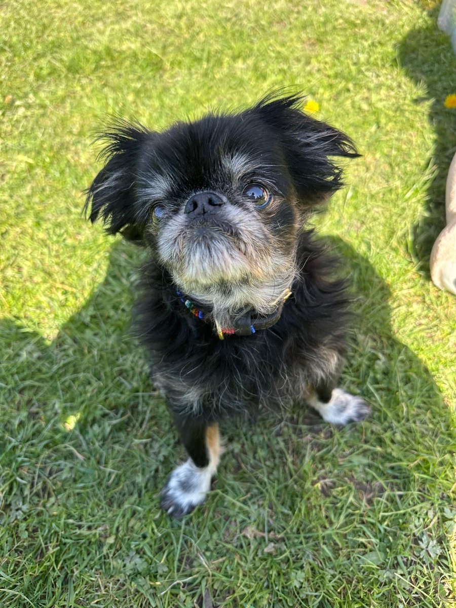 sdnpa's tweet image. What a beautiful day! 🌞

Our team are out by the stream in the Lythes in Selborne today - come and say hi!

We’ve got a 'guess the nest' activity, loads of National Park info, and plenty of dog treats (Flynn approves!).

#TakeTheLead #PawsOnThePath