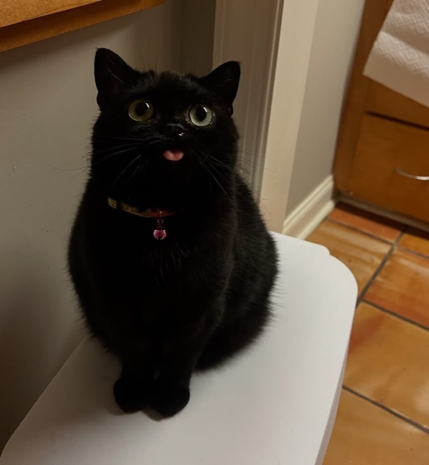 Black cats are not bad luck tweet media