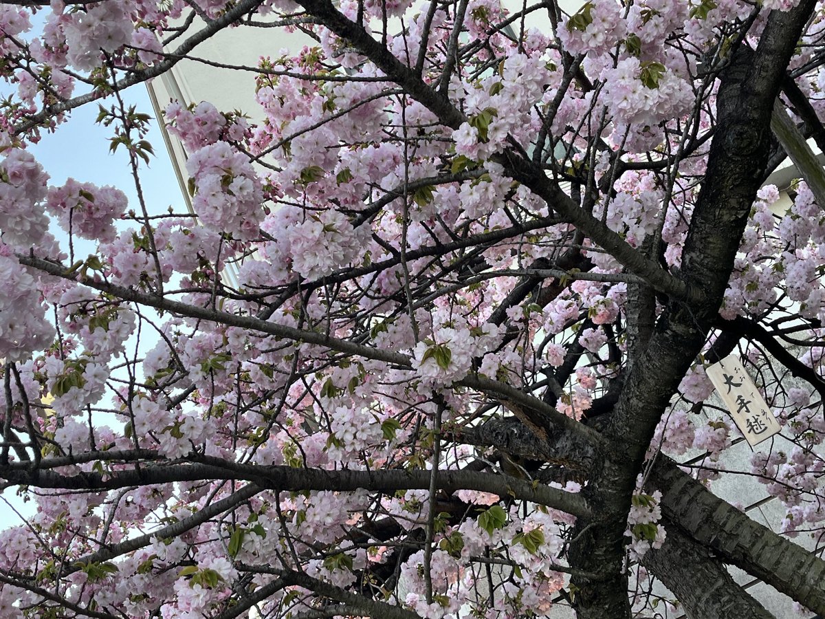 めゆこ tweet media