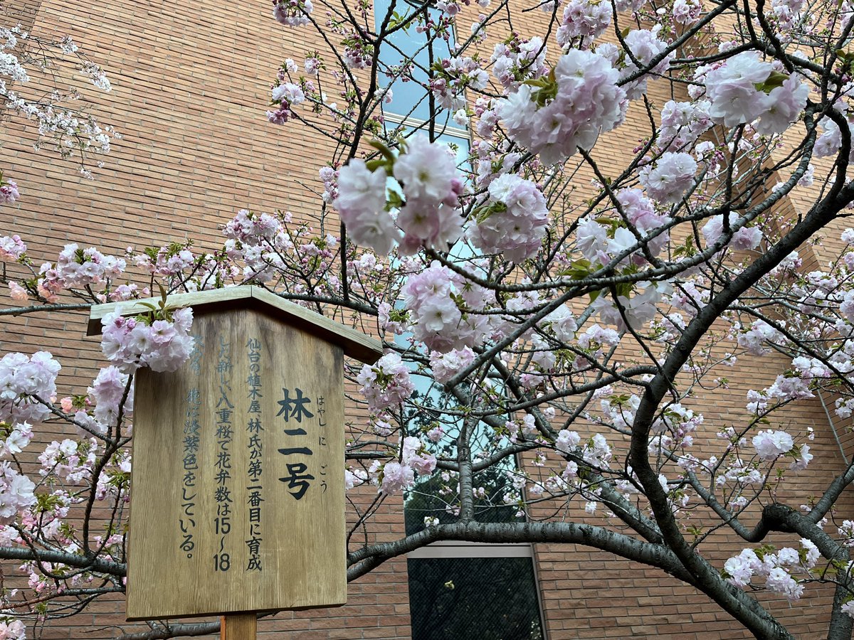 めゆこ tweet media