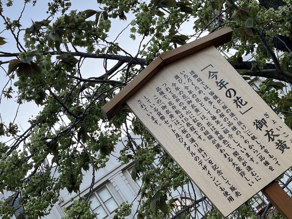 めゆこ tweet media