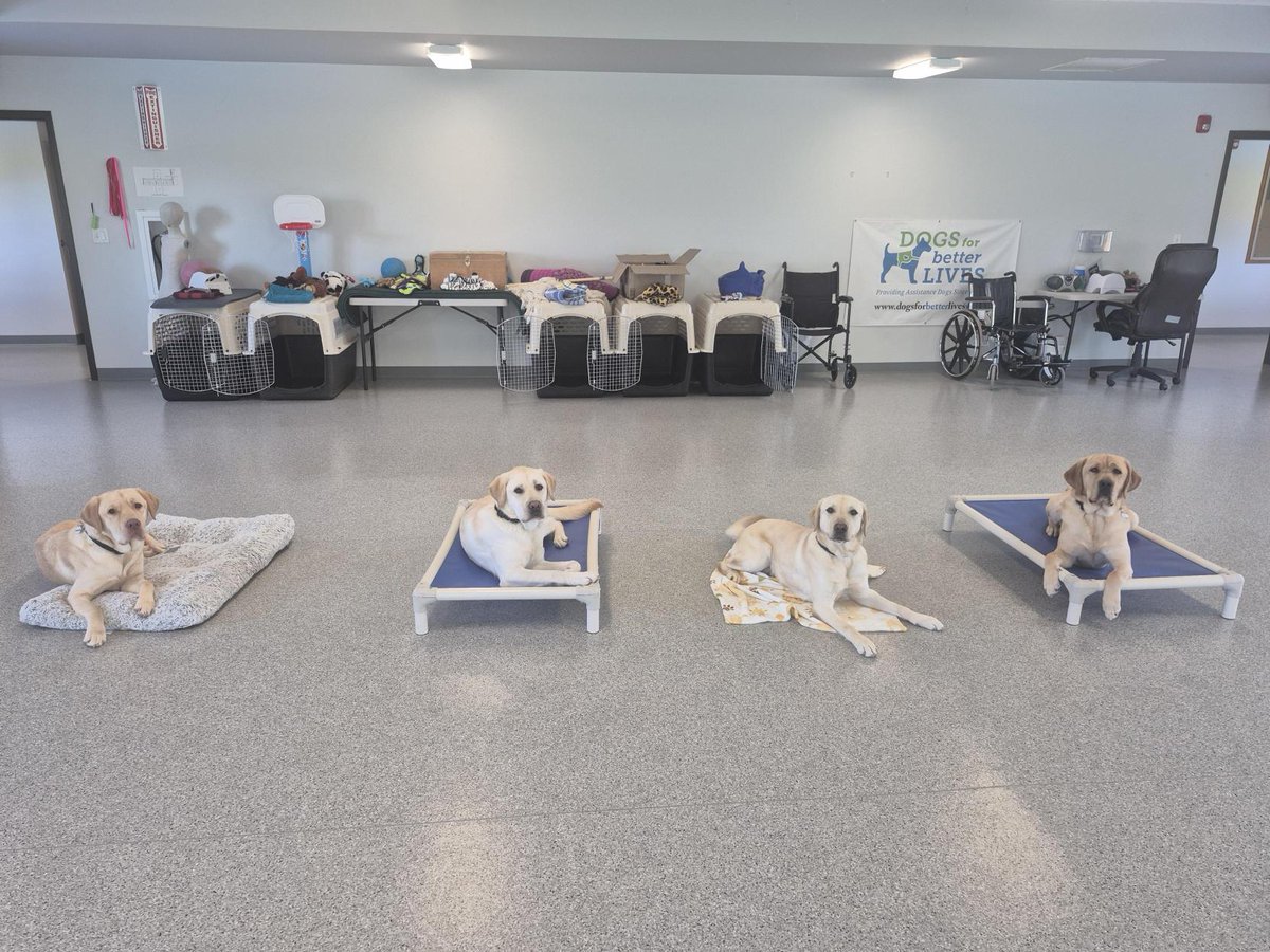 dogsbetterlives's tweet photo. Blonde Boyz 💛
#AssistanceDogs in Training 🐾 Dakota, 🐾 Chance, 🐾 Kenny, and 🐾 Higby are giving boy band energy… but make it highly trained
Practicing their “stay” like pros—even with distractions all around
#DogsForBetterLives #FutureAssistanceDog #ServiceDogInTraining https://t.co/Pq0zhqlMvz