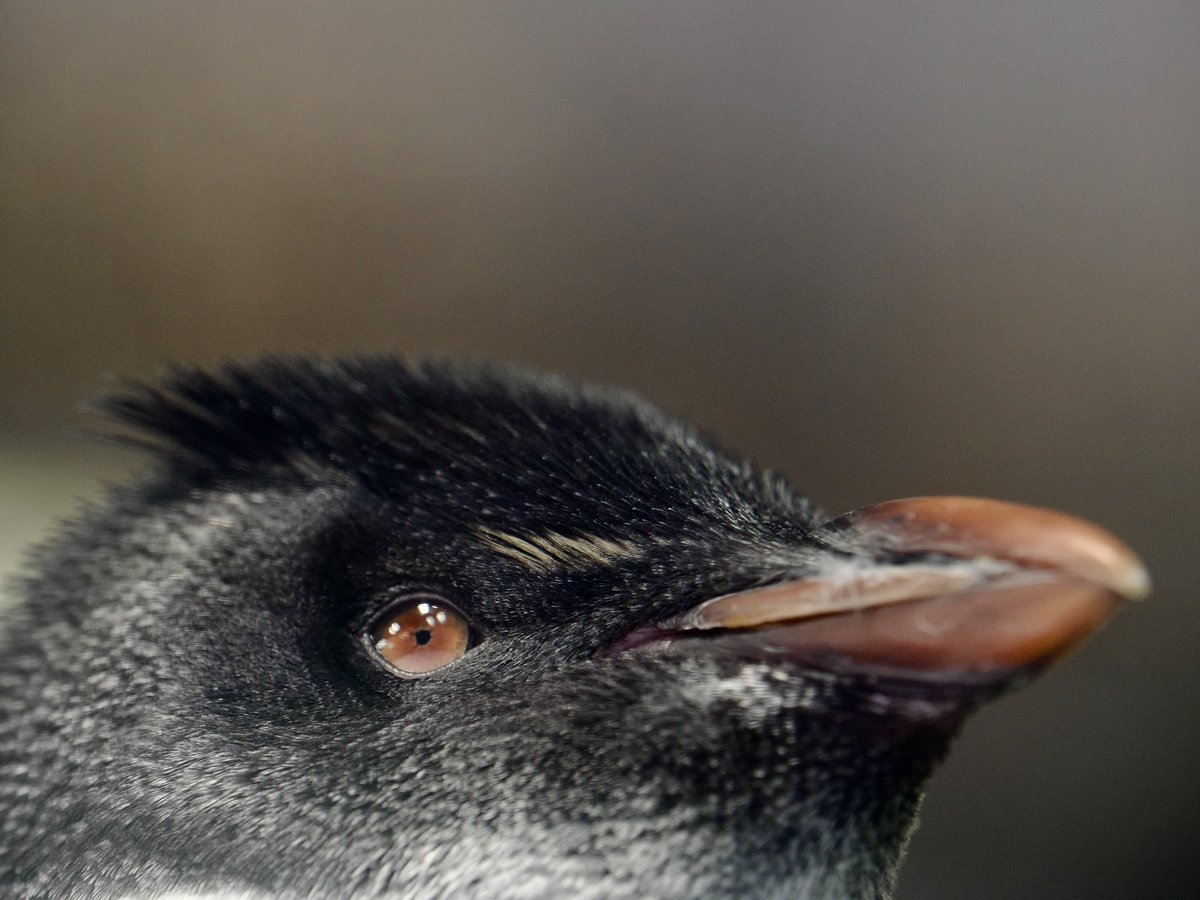 しらたき tweet media