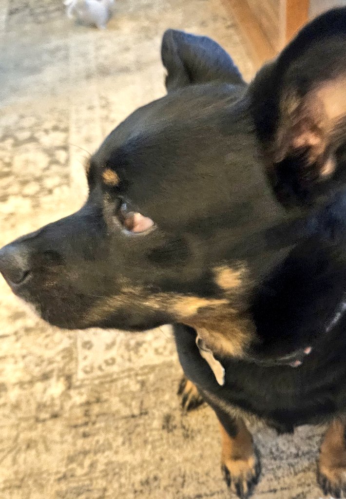 CanadianBlackBear🇨🇦 (CanadianPenny🌈) tweet media