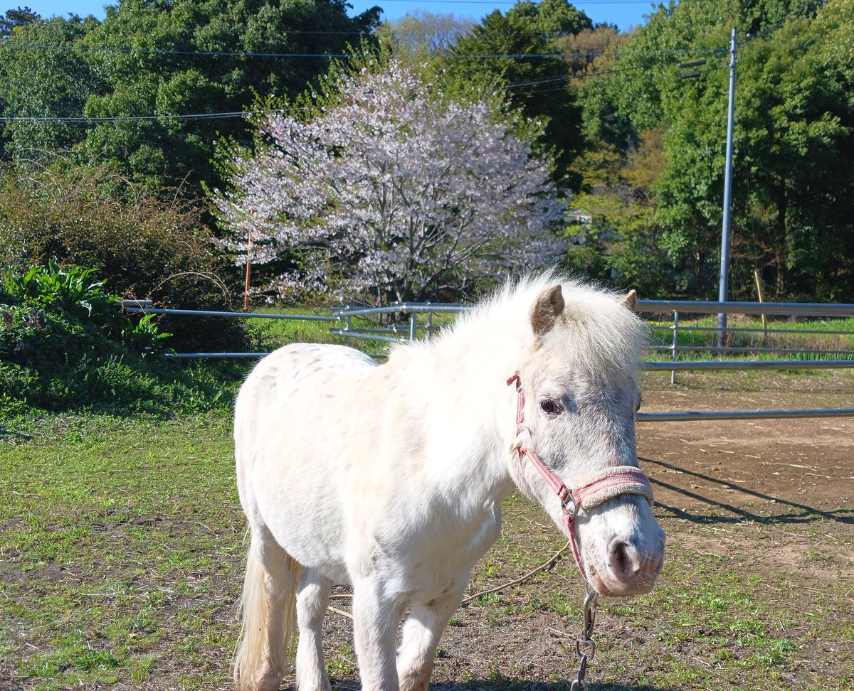 ちびうま団おひしゃる tweet media