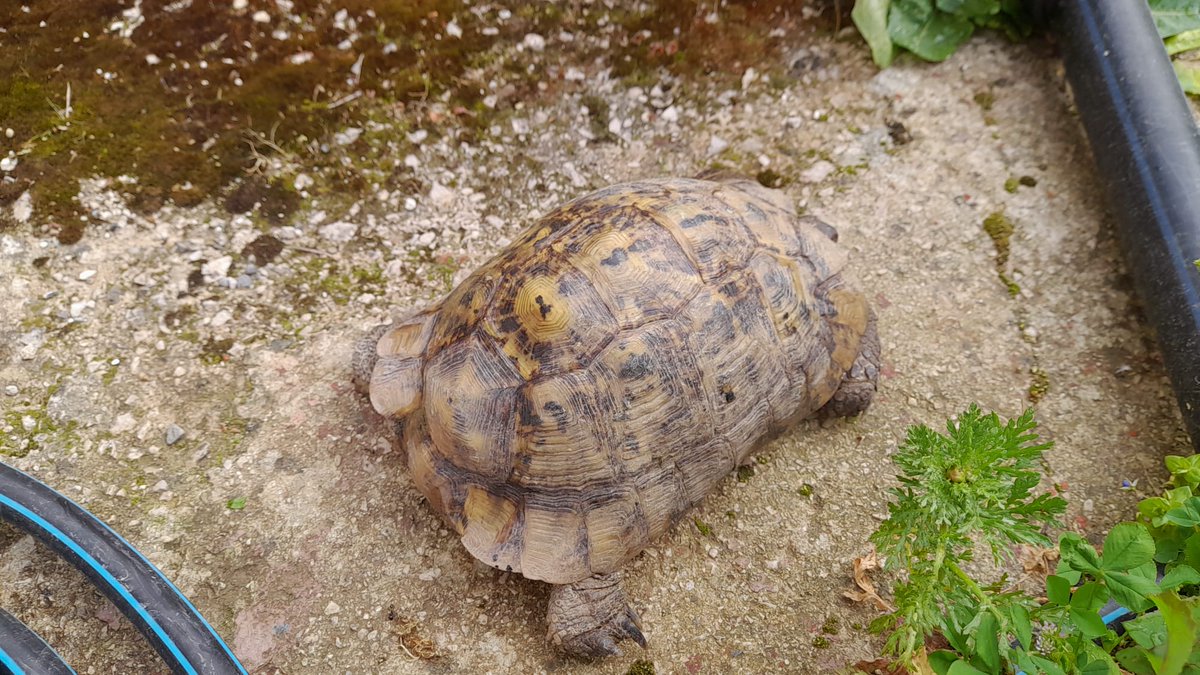 Agentes Medioambientales de Andalucía tweet media