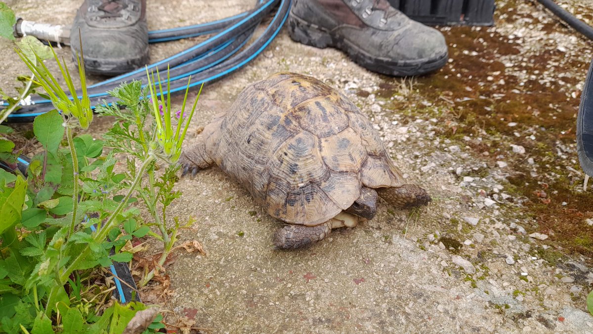 Agentes Medioambientales de Andalucía tweet media