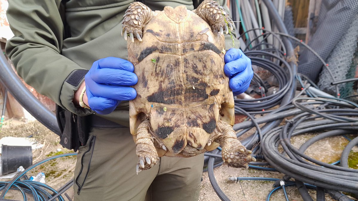 Agentes Medioambientales de Andalucía tweet media