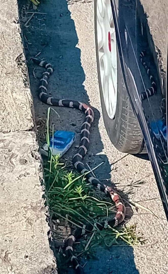 romatoday's tweet photo. Nuovo Salario, un serpente reale della California si aggira nel quartiere: "Non provate a catturarlo" https://t.co/ABWJUwlpLH https://t.co/uQyhfTslpI