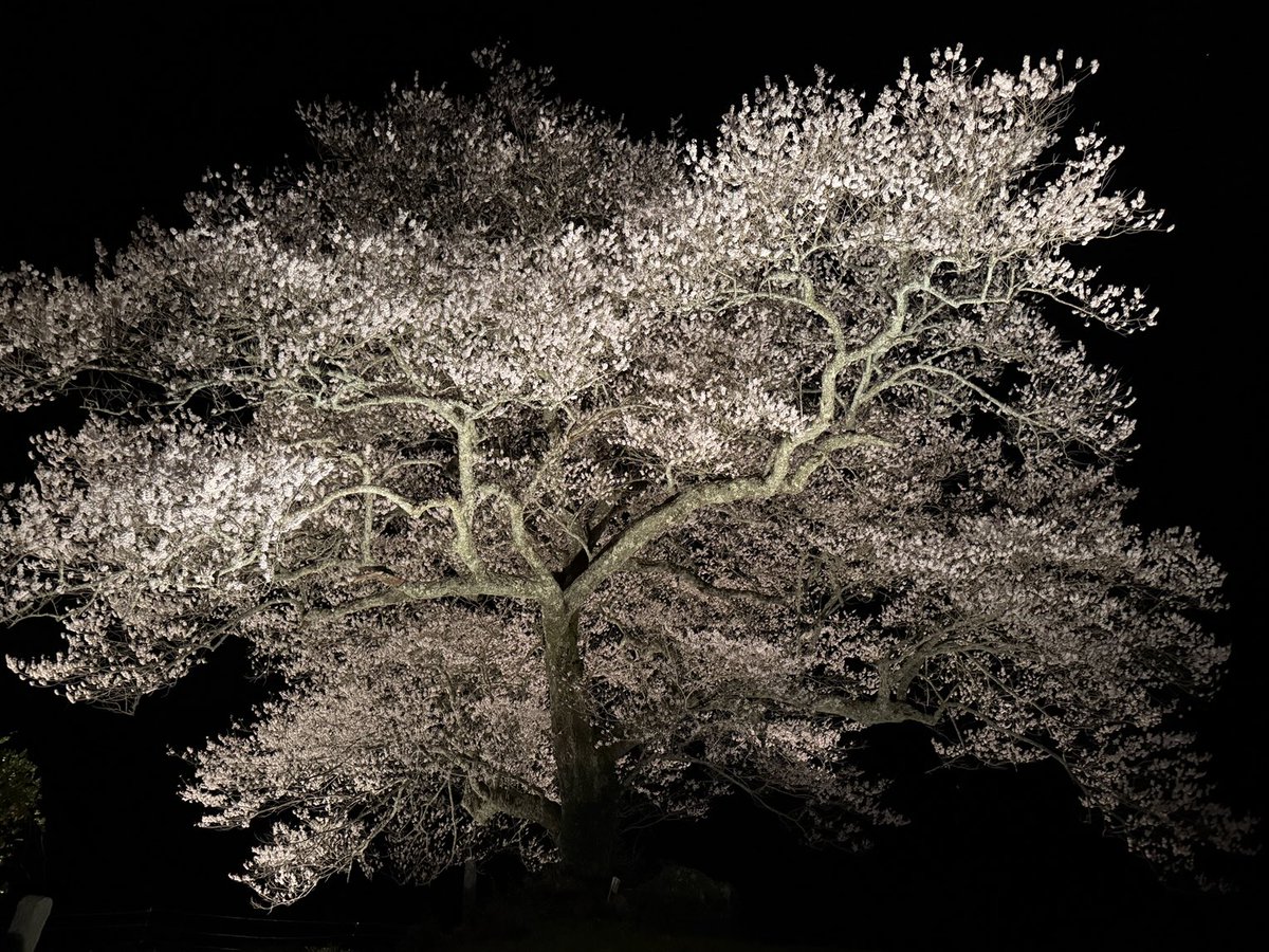 神石高原じゃけん

#エドヒガン