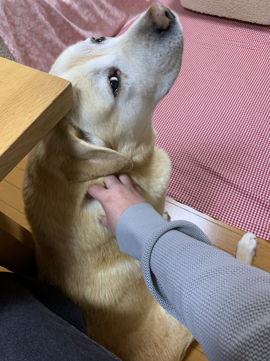 いぬのかたもみ