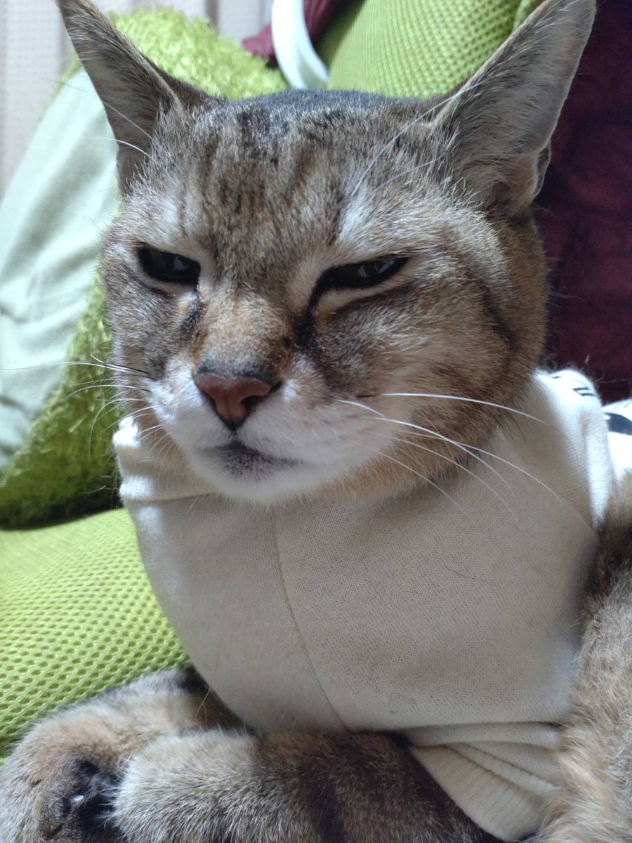 さち＠のんびり~ tweet media