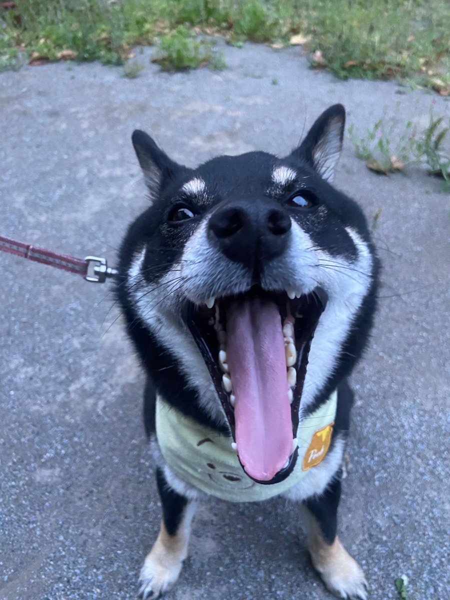 陽向葵ゅか🌻🐾7thオリジナル楽曲公開中💜⛓♰ tweet media