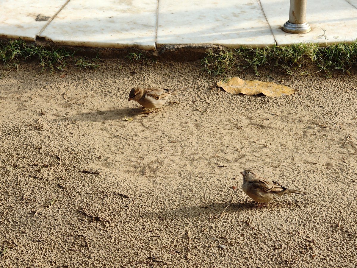 n_aficionado's tweet photo. When your buddy is busy eating and you're on full alert mode.
Sparrow besties doing what they do best on the sidewalk.
#NoviceBirder #Birding #Sparrows #IndiAves #birds #birdwatching #NatureBeauty #springtime https://t.co/vKqAX95Z3a