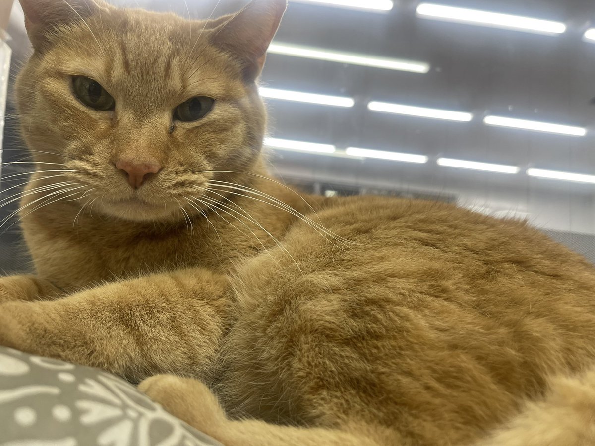 飛鳥(70スープラ乗り) tweet media