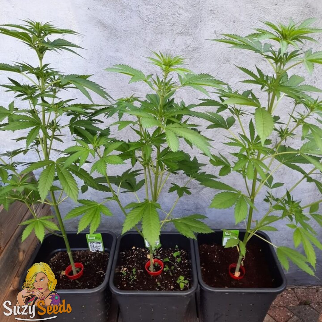 Our Outdoor Special is still on, but not for much longer. These are the strains we bred for real outdoor growing - strong, reliable and made for actual climates. Last chance to grab them at the special price. suzyseeds.com/special-offers