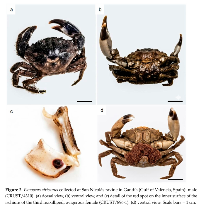 Colección de Crustáceos Marinos (IEO Cádiz) tweet media