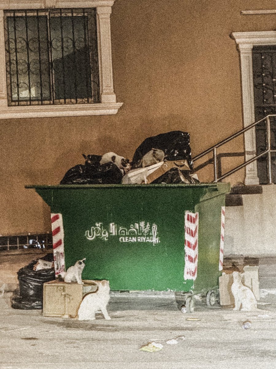 محمد توفيق tweet media