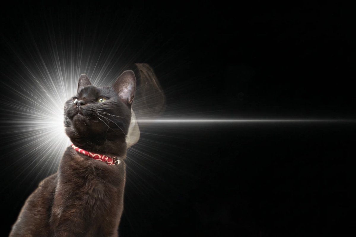 nadegataaa8's tweet photo. #InspirationCat https://t.co/sCGasK4UFu