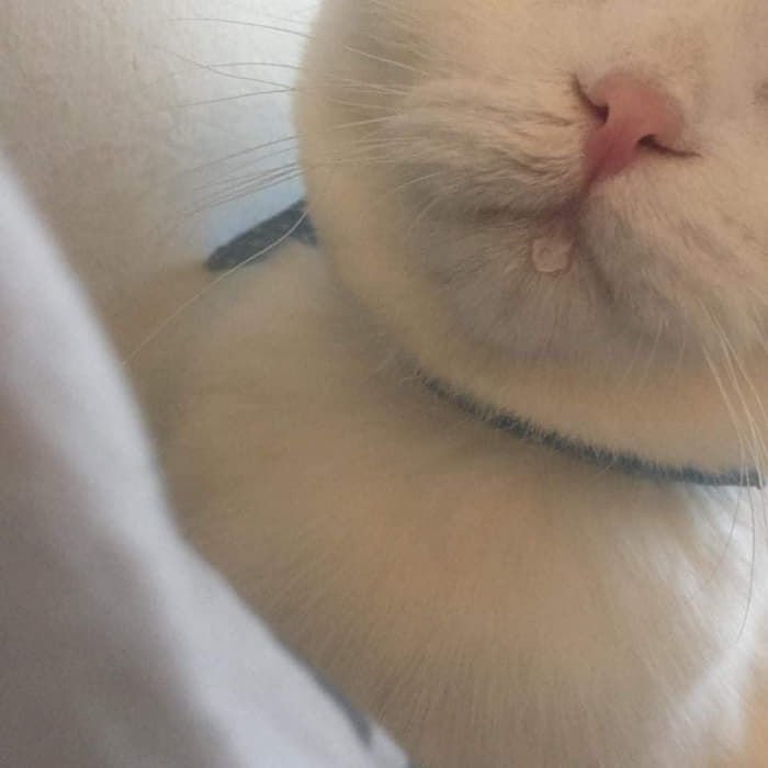 mindore🐥 tweet media