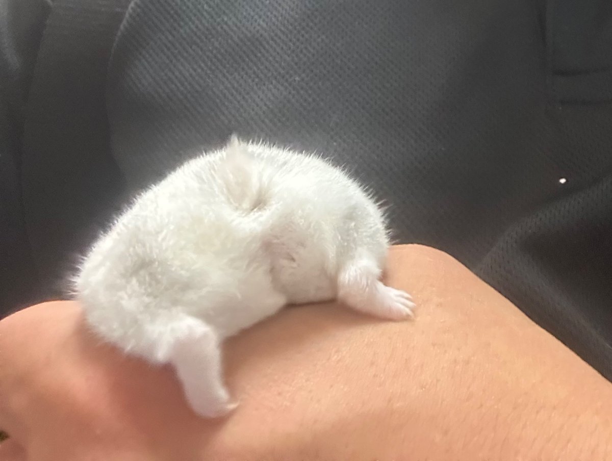 ニンゲン tweet media