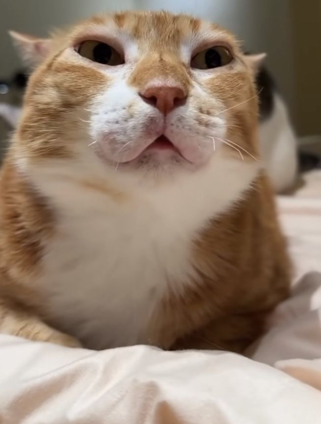 Cape Cod Rapist tweet media