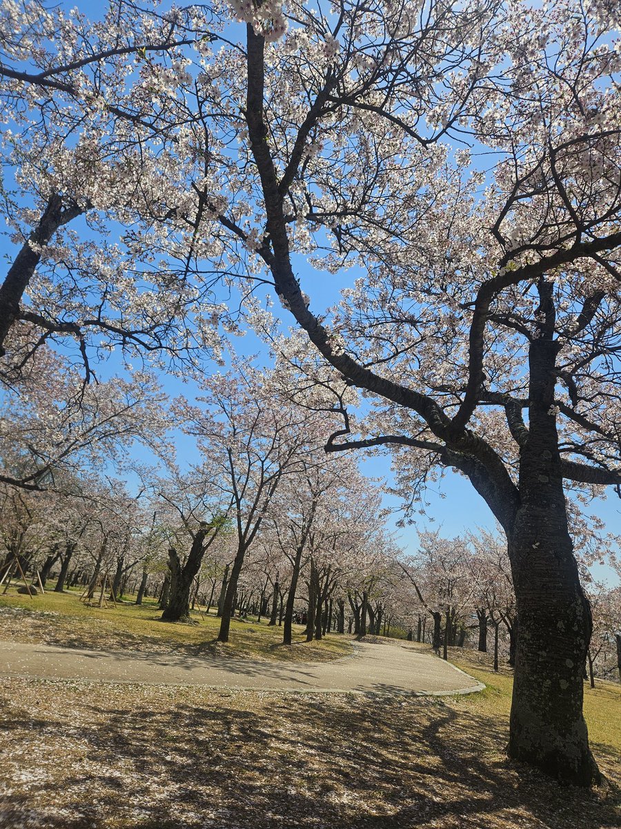 하얀토끼 tweet media