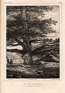 Fénix Canarias tweet media