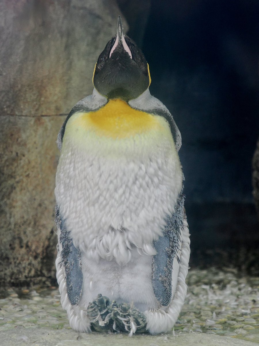 しらたき tweet media