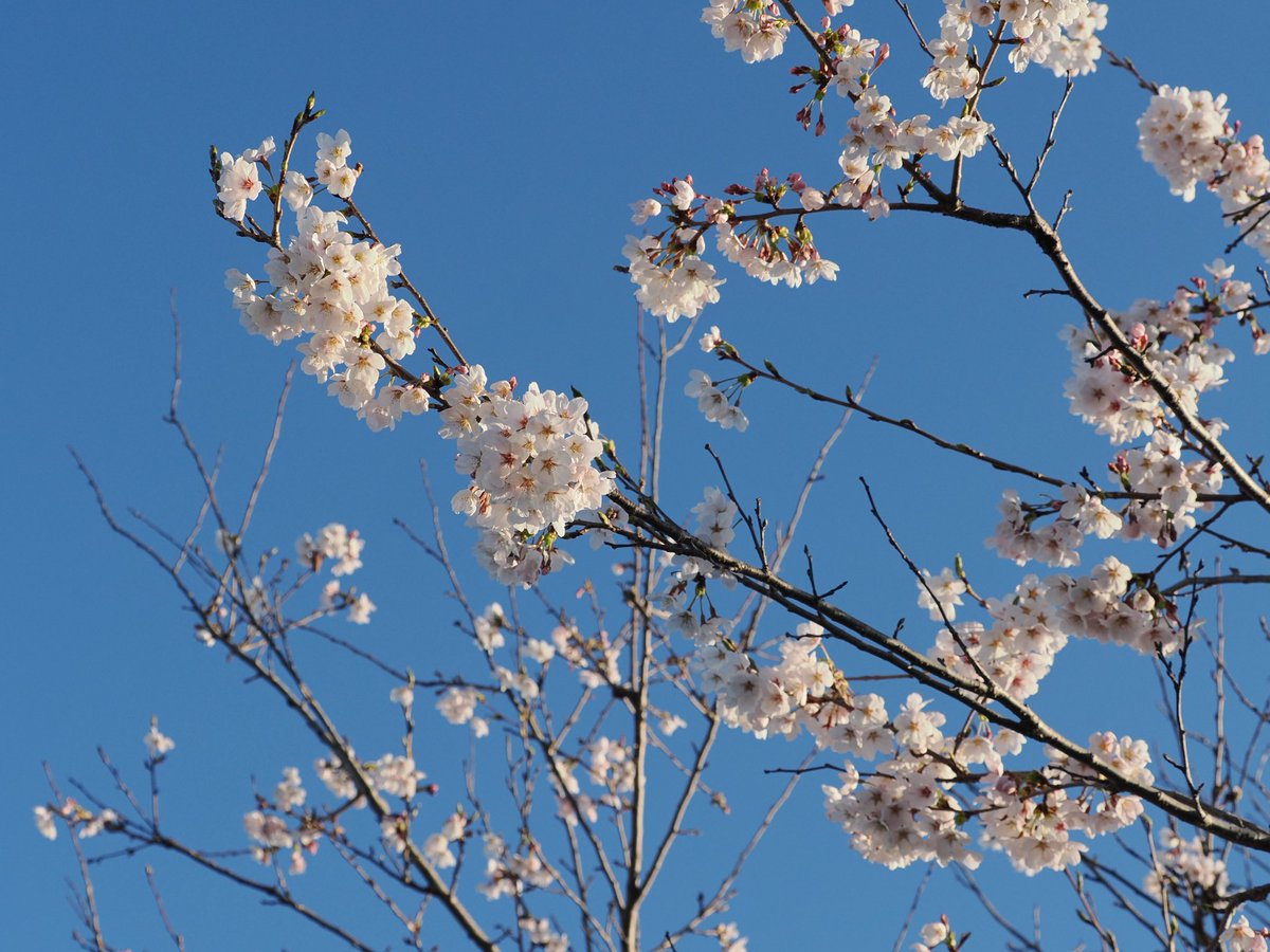 しらたき tweet media