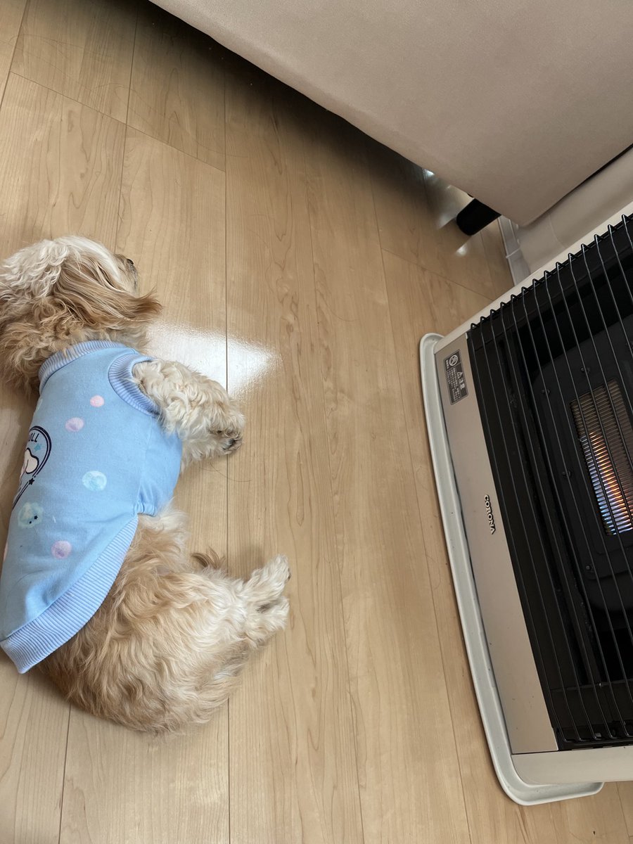 maaa_m48t's tweet photo. @Sakai_Thunder ストーブで暖まる犬はダメですか？😂 https://t.co/JUiwIBGmIa