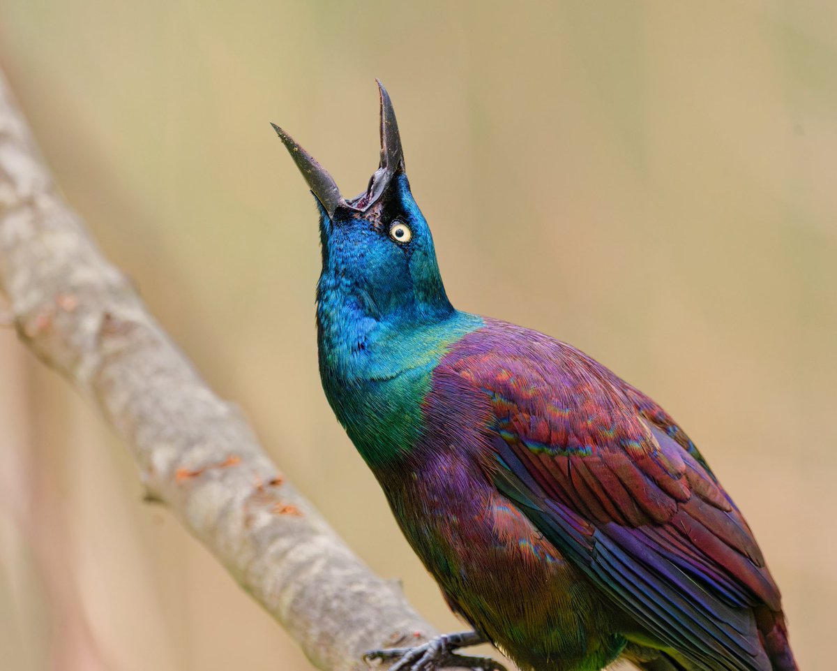 Ruben Giron tweet media