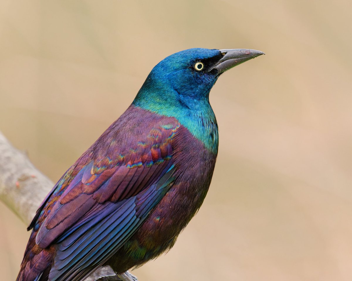 Ruben Giron tweet media