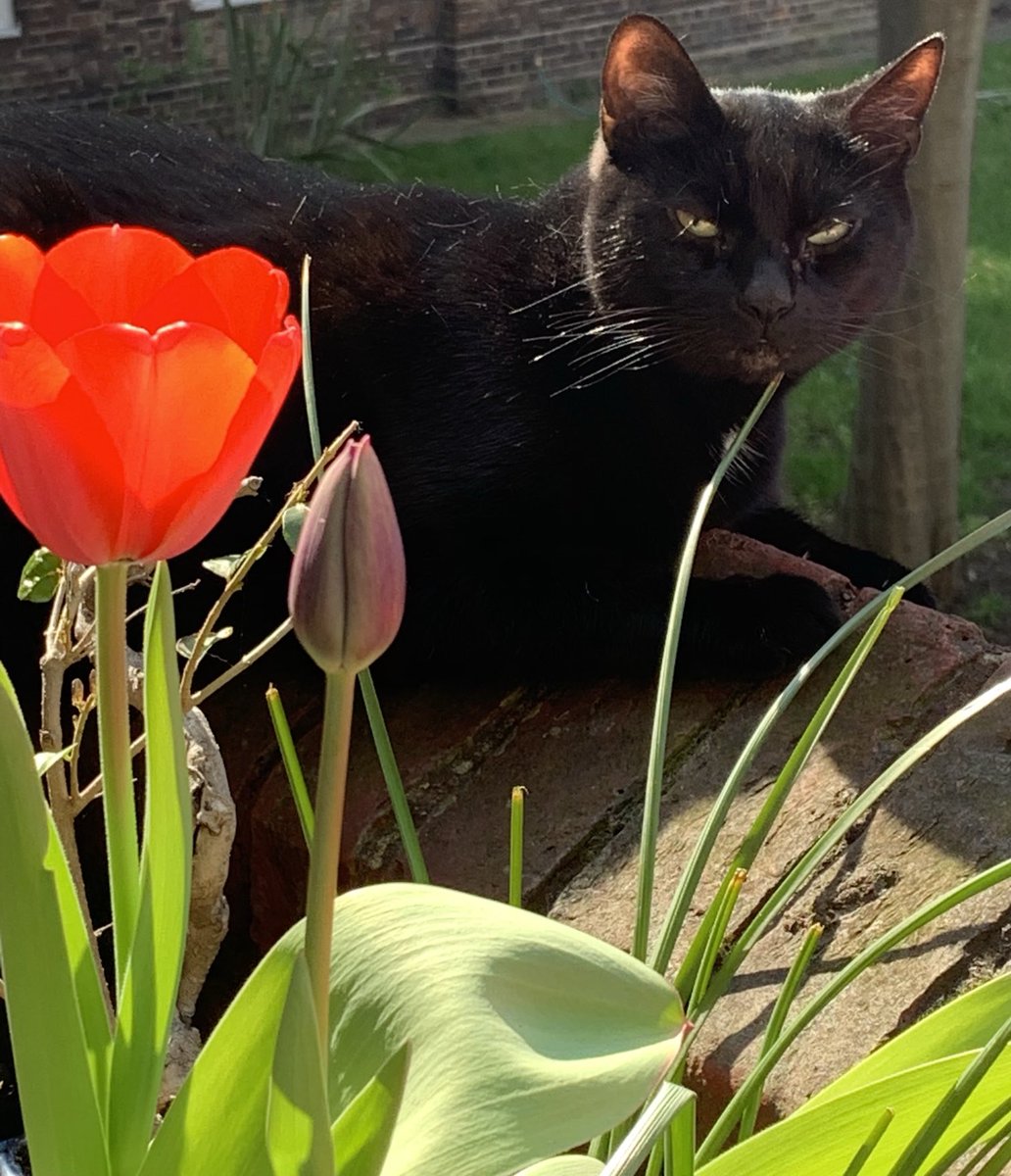 jet🐾the🐾fur©️ 🌈🐾 semper amatus 😻 tweet media