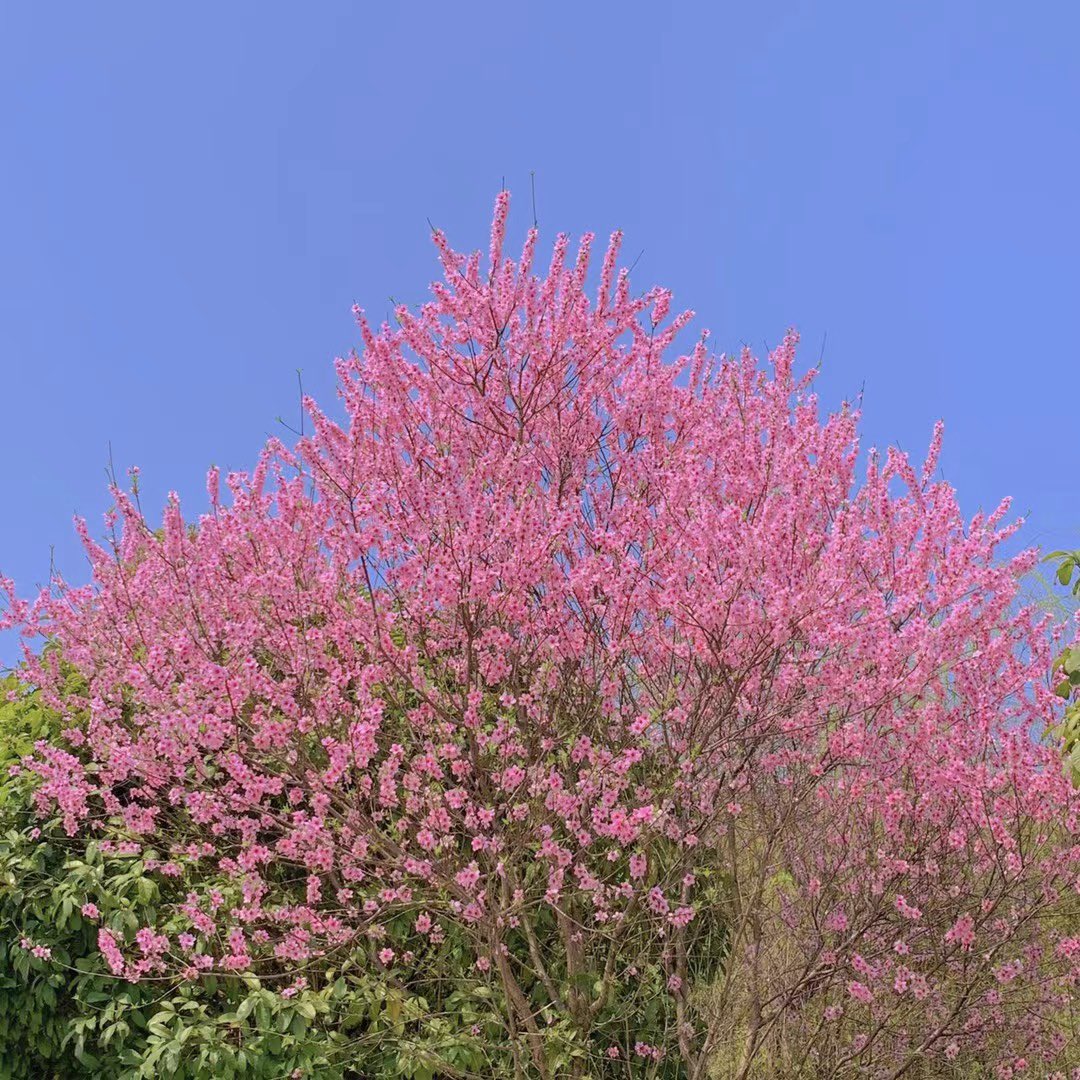 𝑪𝒉𝒆𝒓𝒓𝒚_44 tweet media