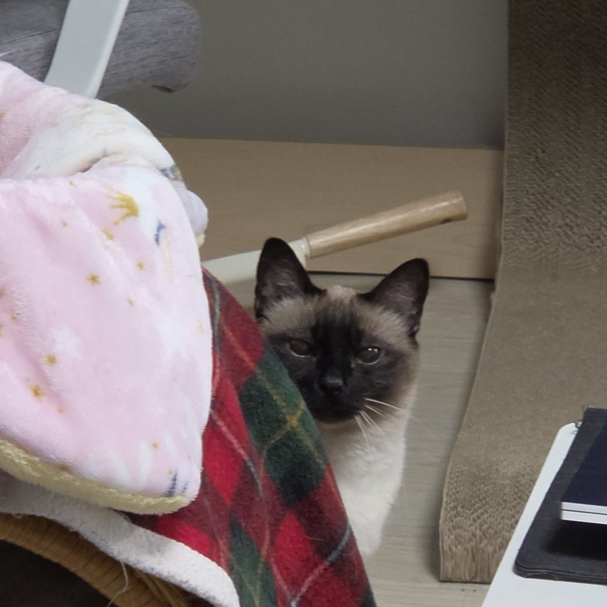 앵알이 tweet media