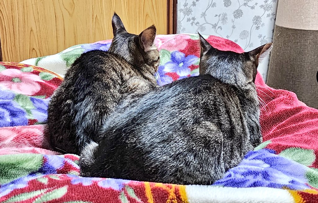 寝込みうどん🍜 伊豆大島 tweet media