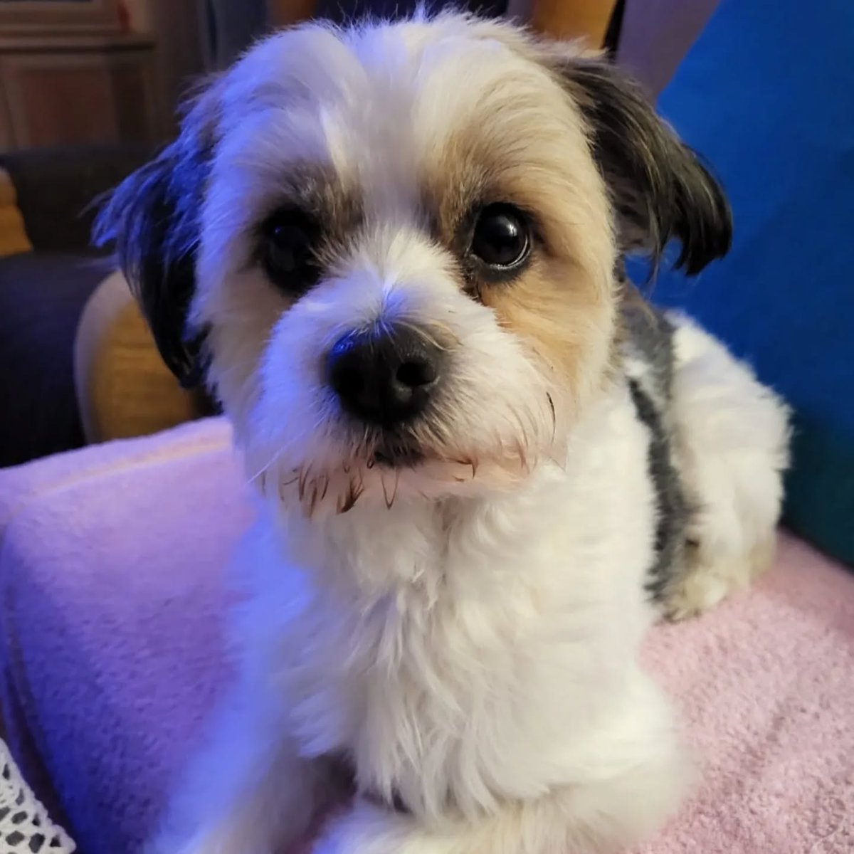 SOS Abuelos tweet media