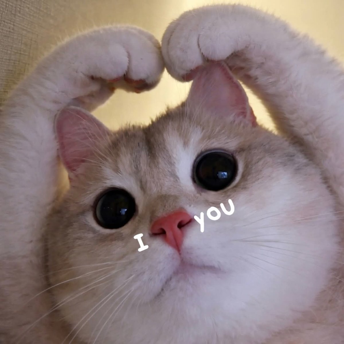 นิรนาม tweet media