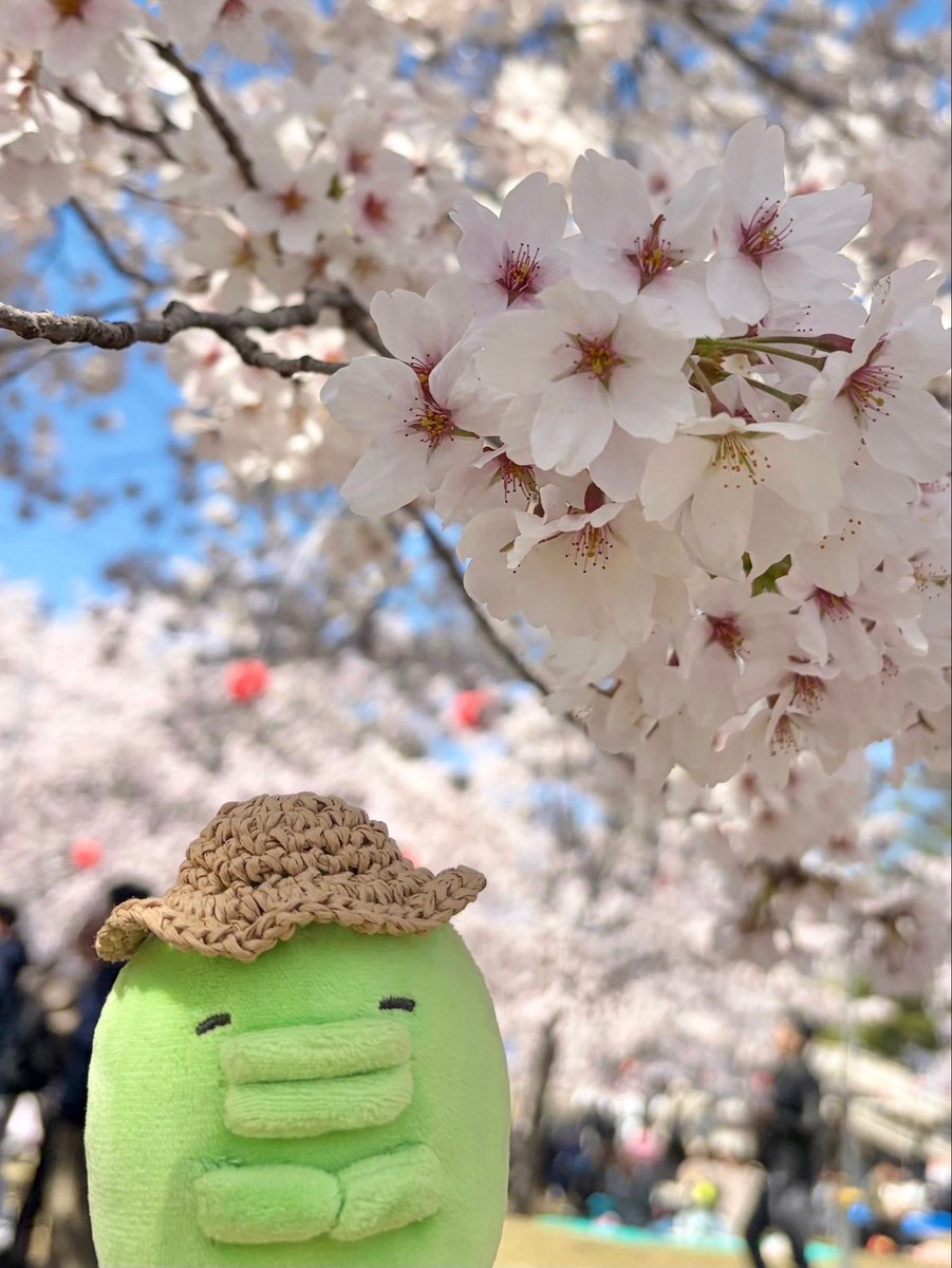 sorigoshi's tweet photo. 満開だね、くちぱっち🌸 https://t.co/C6YG26ST2l