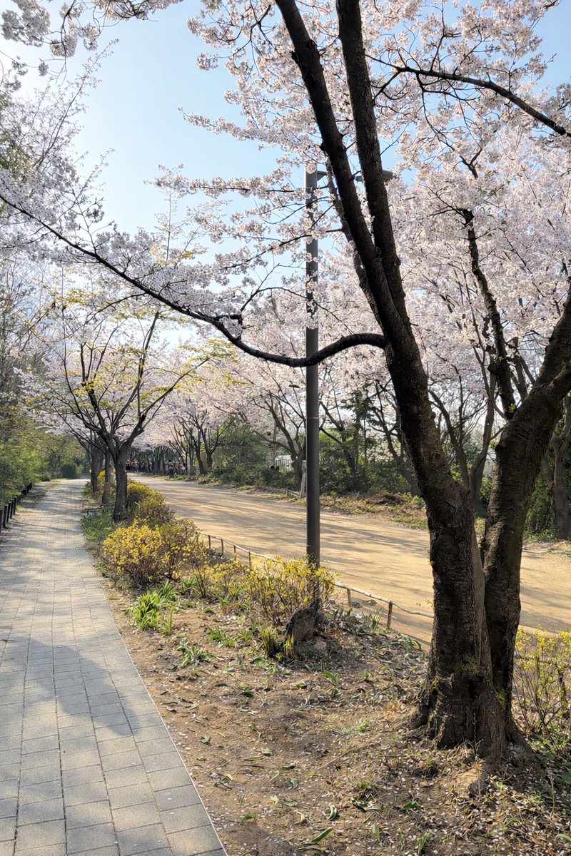 pyongdotdot's tweet photo. 벚꽃 만끽하는 삶.. 최고다 ...(두번째 사진 꺾은거 아님 주운거임 https://t.co/vJVyUOLFpY